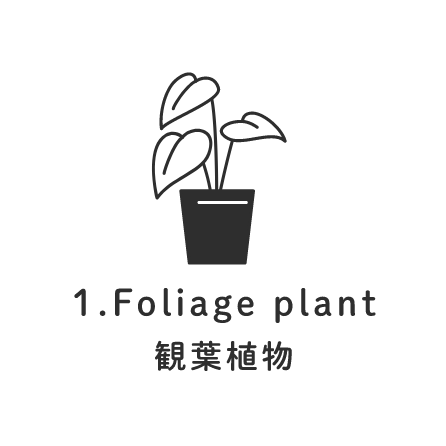 1.Foliage plant 観葉植物