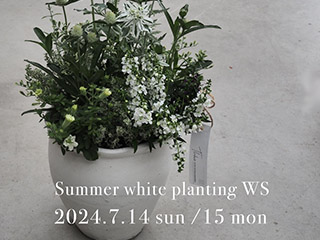 涼を感じる夏のホワイト寄せ植えworkshop 7/14(日)・15(月)