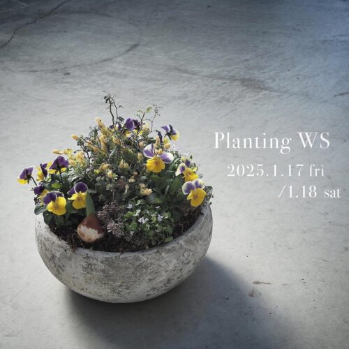 球根と春のお花の寄せ植えWS 1/17(金) . 1/18(土) 球根と春のお花の寄せ植えWS 1/17(金) . 1/18(土)