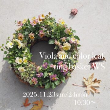 11月の花苗workshopのお知らせです📢 シクラメンの寄せ植え / ビオラとカラーリーフのリングバスケット workshop11/23(日)・11/24(月)祝 11月の花苗workshopのお知らせです📢 シクラメンの寄せ植え / ビオラとカラーリーフのリングバスケット workshop11/23(日)・11/24(月)祝