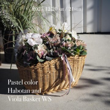 初春パステルなビオラとハボタンのカゴ寄せ植えws 12/20(土)・12/21(日)