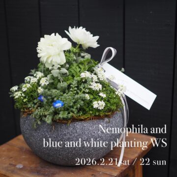ネモフィラと青と白の寄せ植えws 2/21(土)・2/22(日)