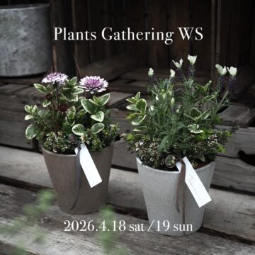初心者向け🔰小さなギャザリング寄せ植えws  4/18（土）・19（日）