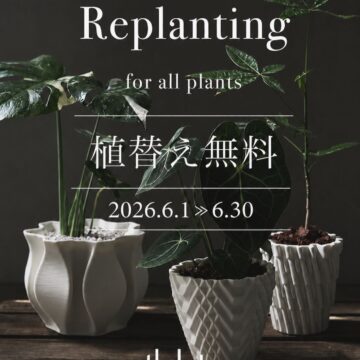 6月限定 植替え無料サービス🪴 6月限定 植替え無料サービス🪴