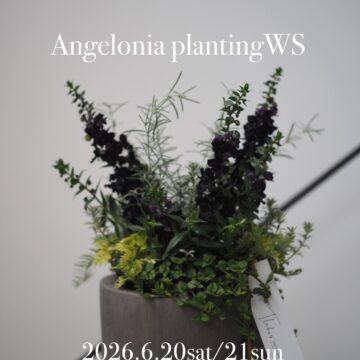 大人なモノトーン寄せ植えws 6/20(土)・21 (日) 大人なモノトーン寄せ植えws 6/20(土)・21 (日)